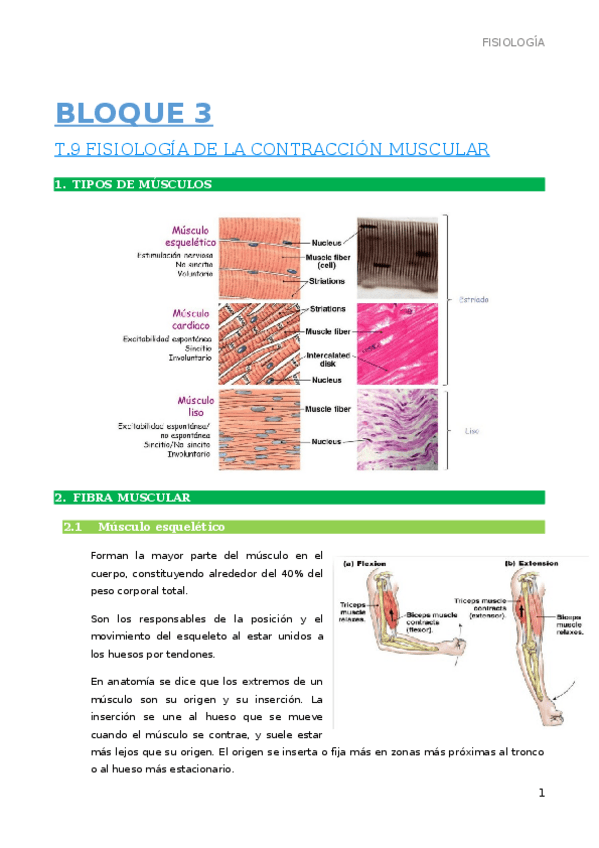 Miniatura del documento 9.-tipos-de-musculos.docx