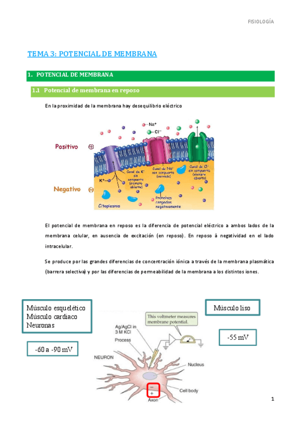 Miniatura del documento 3.-Potencial-de-accion-y-tejidos-excitables.pdf