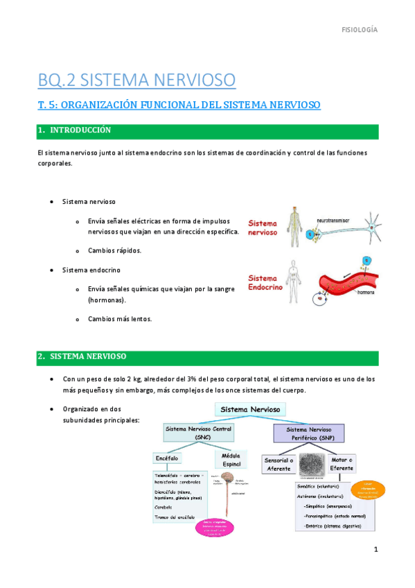 Miniatura del documento 5.-Organizacion-del-sistema-nervioso.pdf