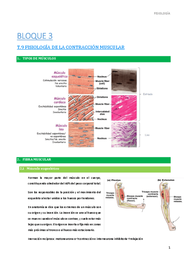 Miniatura del documento 9.-Tipos-de-musculos.pdf