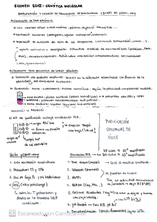 Miniatura del documento apuntes-genetica-bexii.pdf