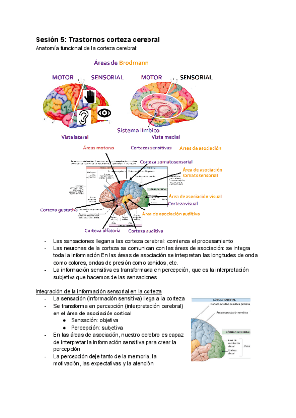 Miniatura del documento Sesion-5-Trastornos-corteza-cerebral-1.pdf