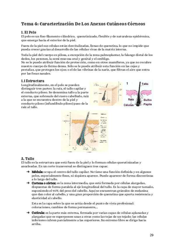 Miniatura del documento Tema-4-Dermotricologia.pdf