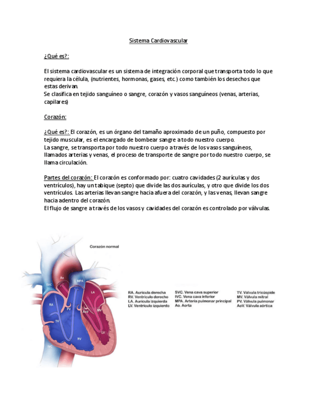 Miniatura del documento Sistema-Cardiovascular.pdf