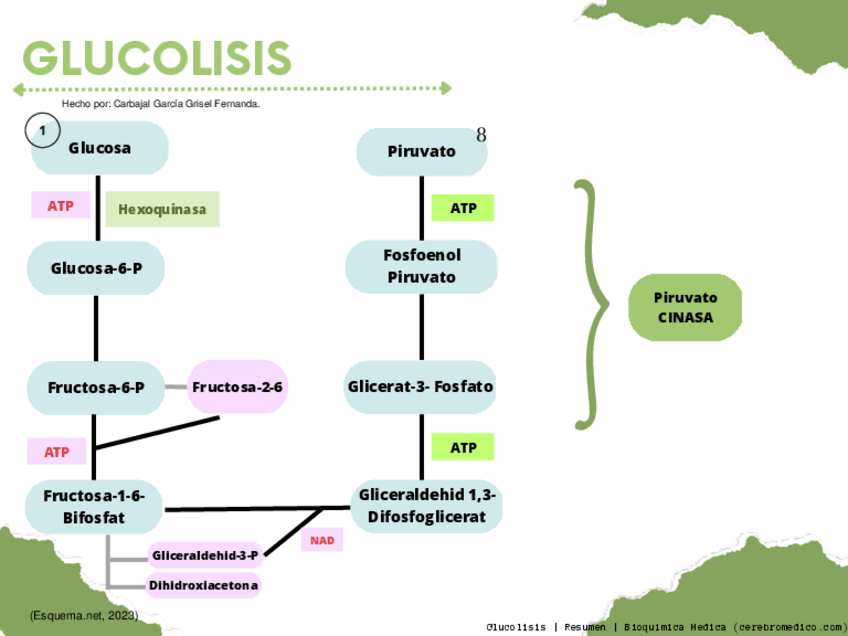 Miniatura del documento Esquema-Secuencial-de-Glucolisis.pdf