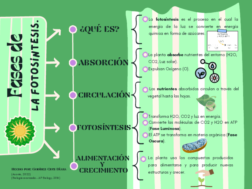Miniatura del documento Fases-de-la-Fotosintesis.pdf