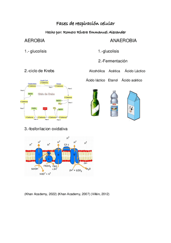 Miniatura del documento Fases-de-respiracion-celular.pdf