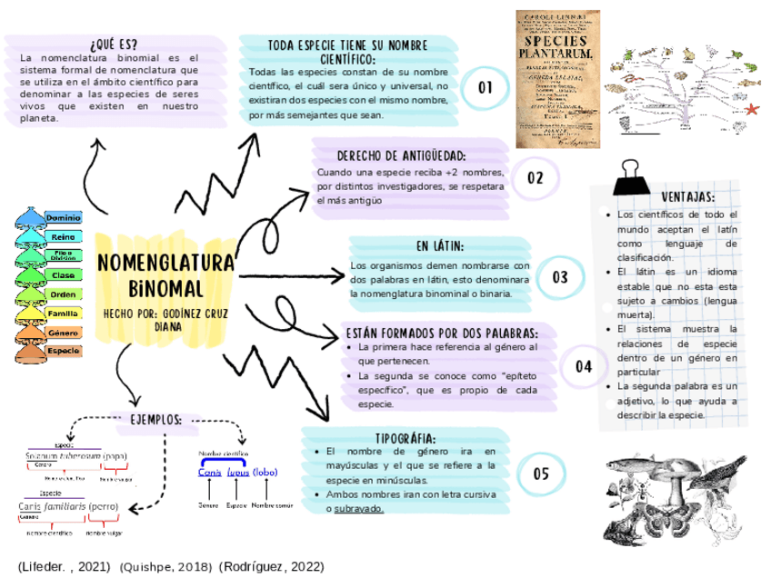 Miniatura del documento Cuadro-Sinoptico-Nomenclatura-Binomial..pdf