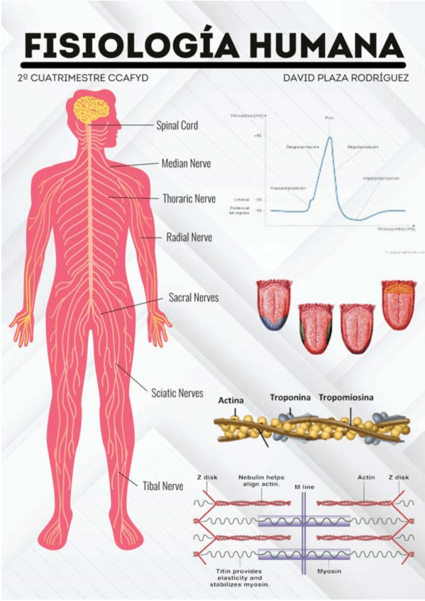 Miniatura del documento Apuntes-Fisiologia-COMPLETOS.pdf