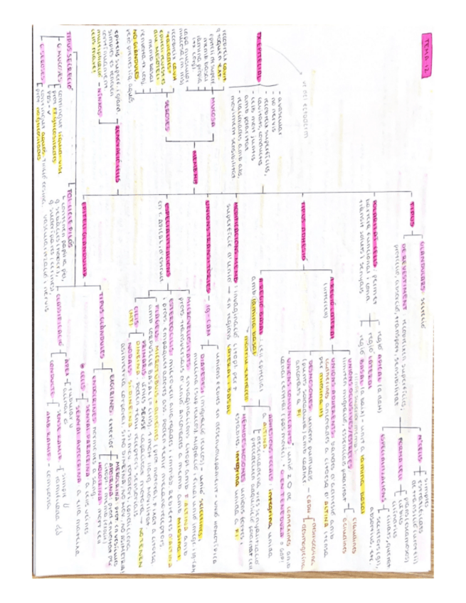 Miniatura del documento esquemas-citologia-y-organografia-animal.pdf