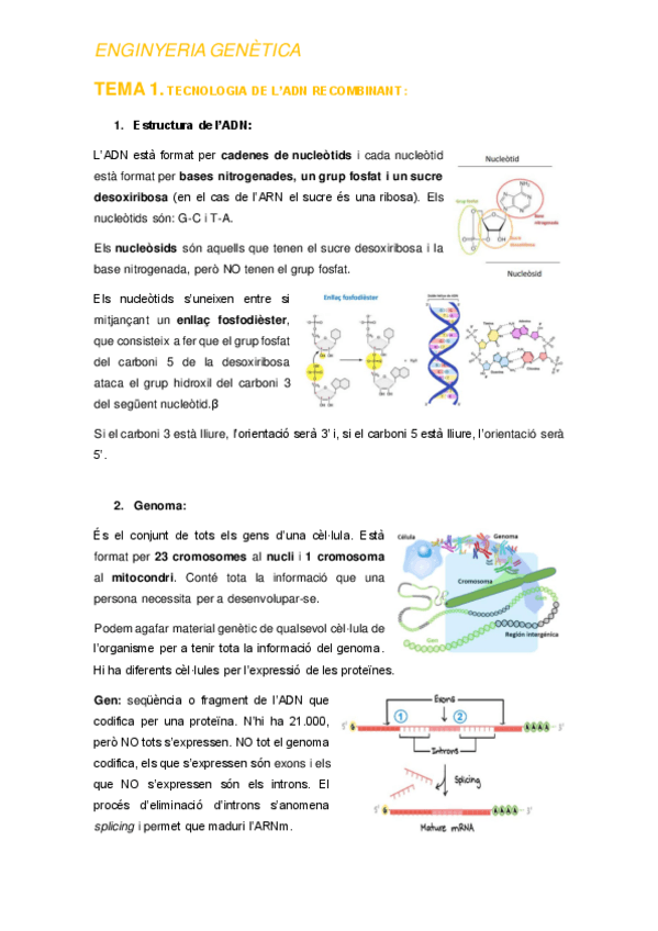 Miniatura del documento TEMA-1-ENGINYERIA-GENETICA.pdf