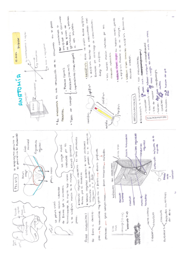 Miniatura del documento ANATOMIA 1.pdf