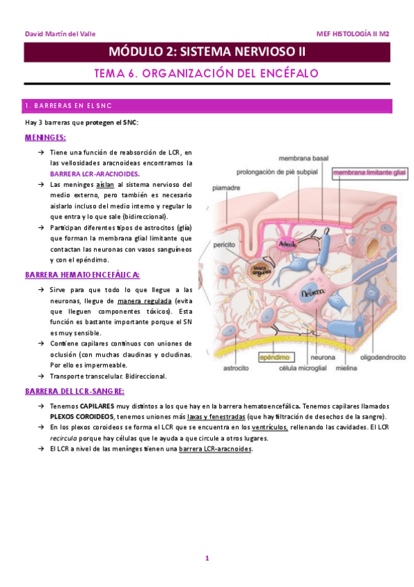 Miniatura del documento Histologia-II-M2-2023-24.pdf