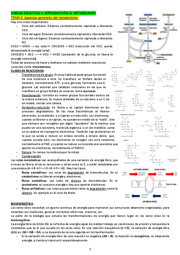 Miniatura del documento APUNTES-SEMINARIO-2-PARTE-INICIO-METABOLISMO.pdf