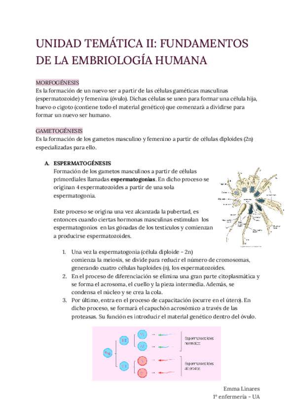 Miniatura del documento TEMA-2-Embriologia.pdf
