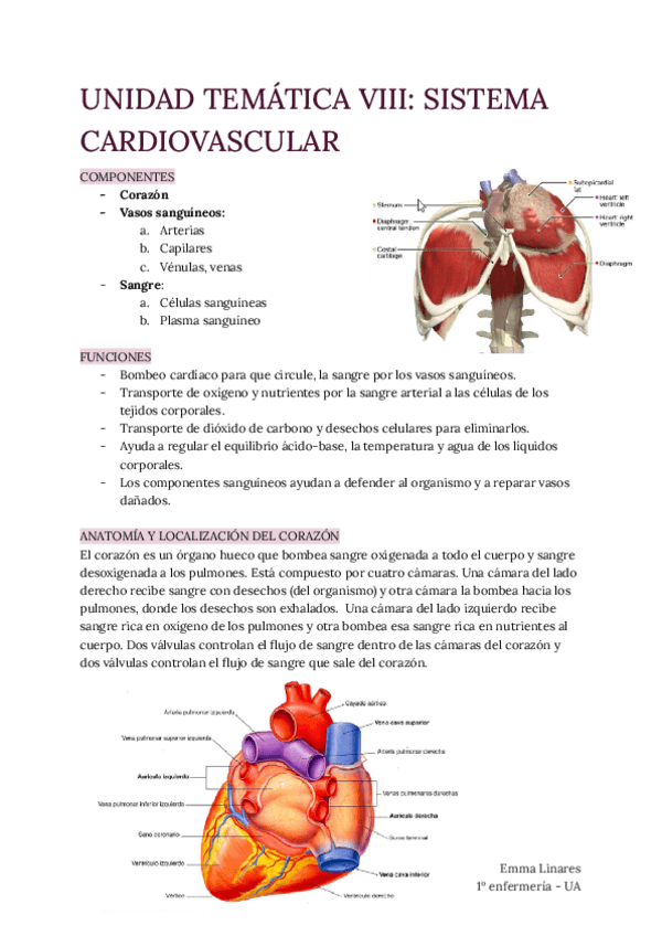 Miniatura del documento TEMA-8-Sistema-Cardiovascular.pdf
