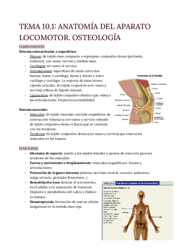Miniatura del documento TEMA-10.1-Osteologia.pdf
