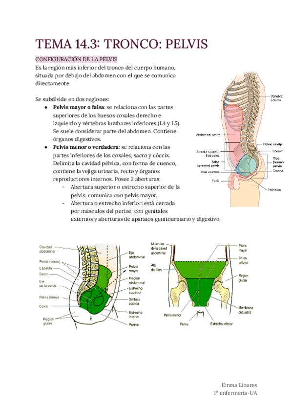 Miniatura del documento TEMA-14.3-Pelvis.pdf