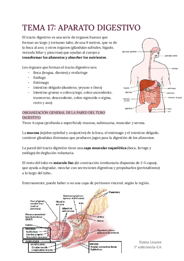 Miniatura del documento TEMA-17-Aparato-Digestivo.pdf