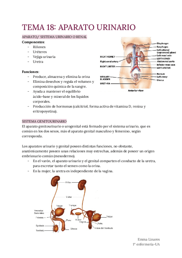 Miniatura del documento TEMA-18-Aparato-Urinario.pdf