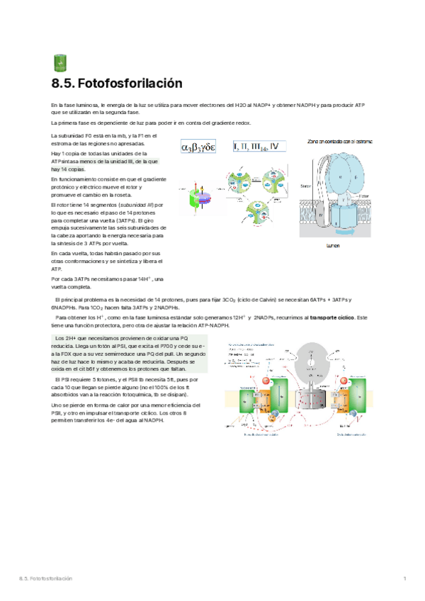 Miniatura del documento 8.5.-Fotofosforilacion.pdf