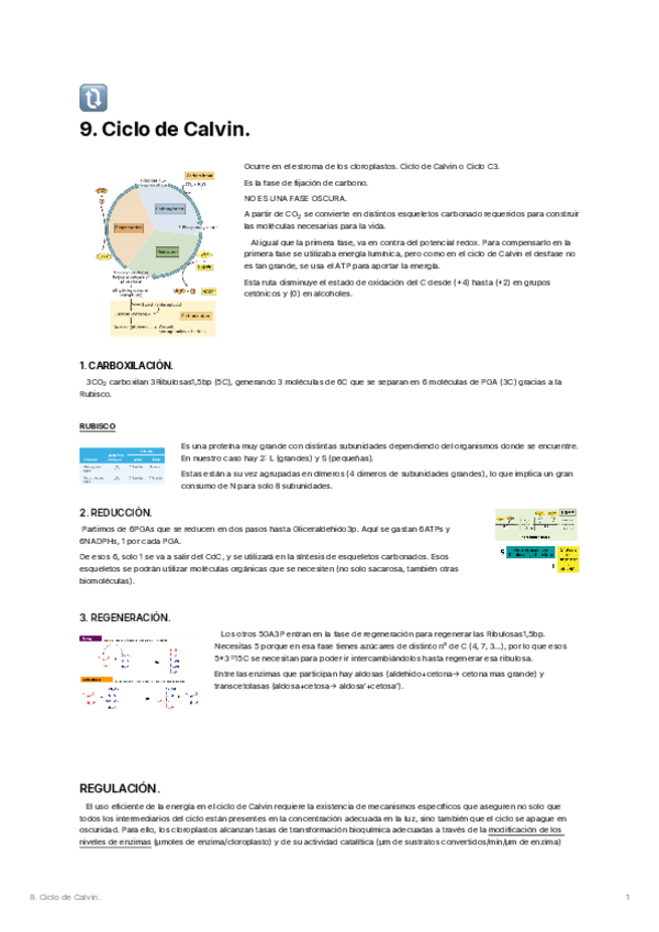 Miniatura del documento 9.-Ciclo-de-Calvin.pdf