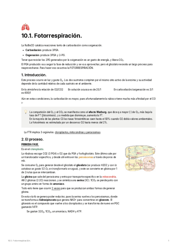 Miniatura del documento 10.1.-Fotorrespiracion.pdf