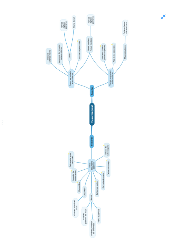 Miniatura del documento Esquema-plexo-braquial.pdf