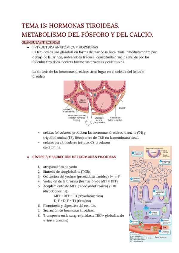 Miniatura del documento TEMA-13.pdf