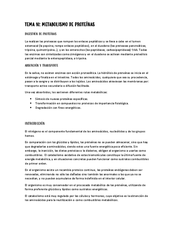 Miniatura del documento Apuntes-metabolismo-de-proteinas.pdf