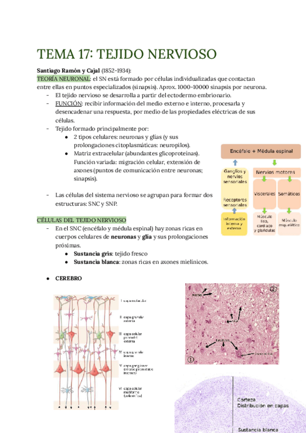 Miniatura del documento TEMA-17.pdf