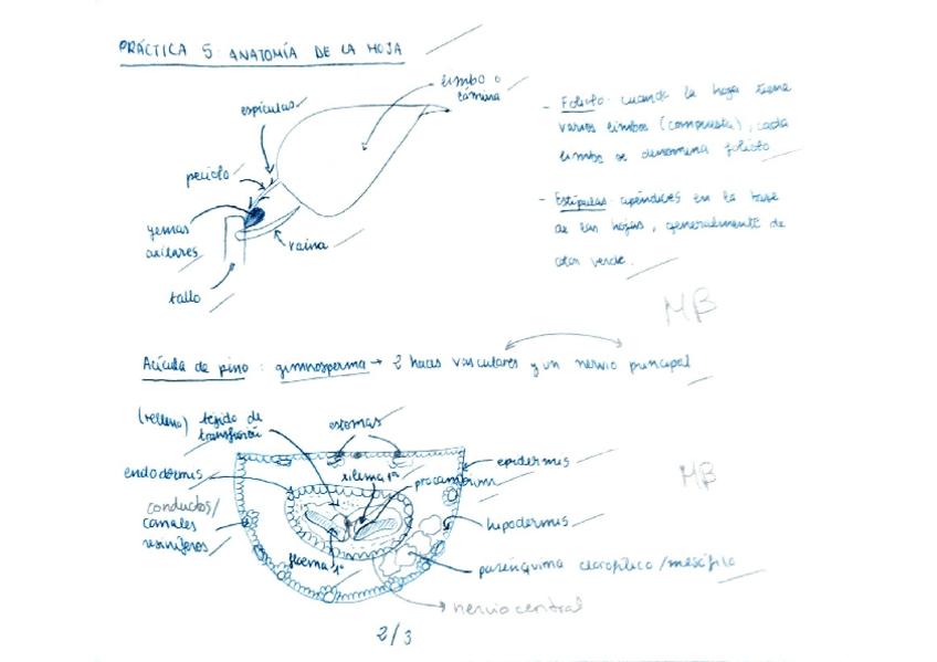 Miniatura del documento Practica-5-Anatomia-de-la-hoja.pdf