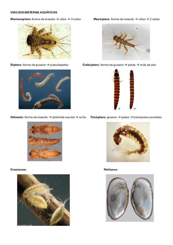 Miniatura del documento VISU-ECOSISTEMAS-ACUATICOS.pdf