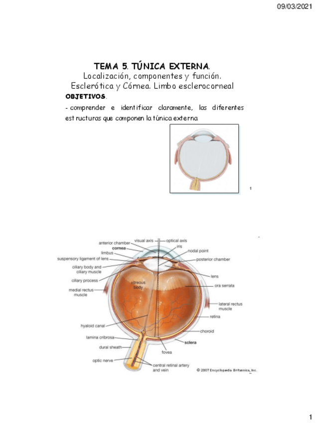 Miniatura del documento tema-5-tunica-externa.pdf