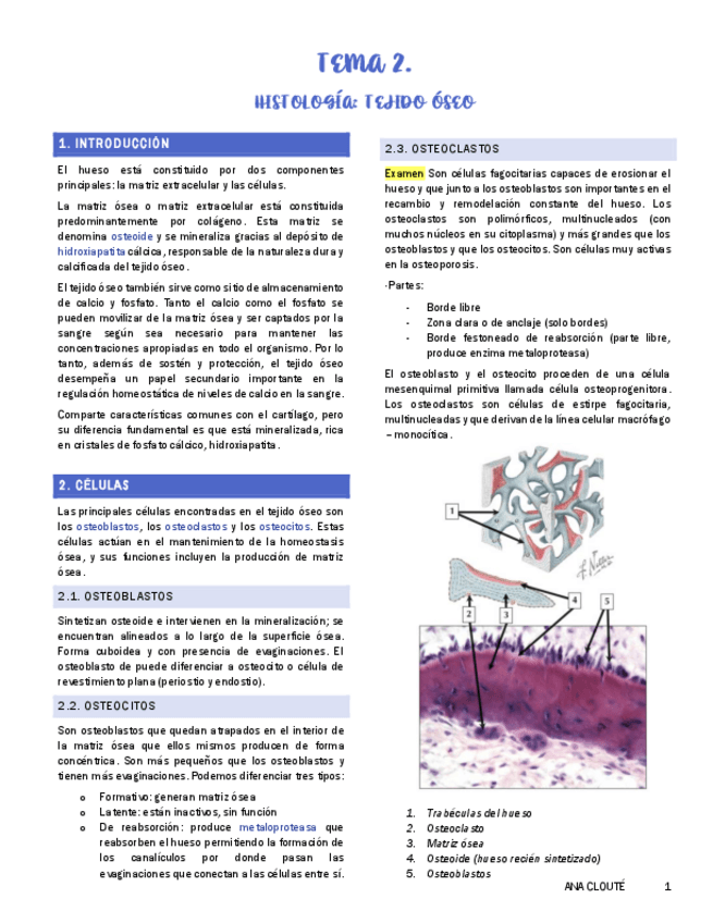 Miniatura del documento Tema-2-Histologia.pdf