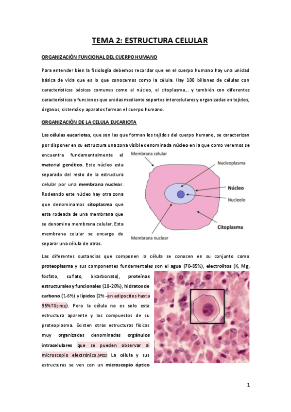 Miniatura del documento TEMA-2-estructura-celular.pdf