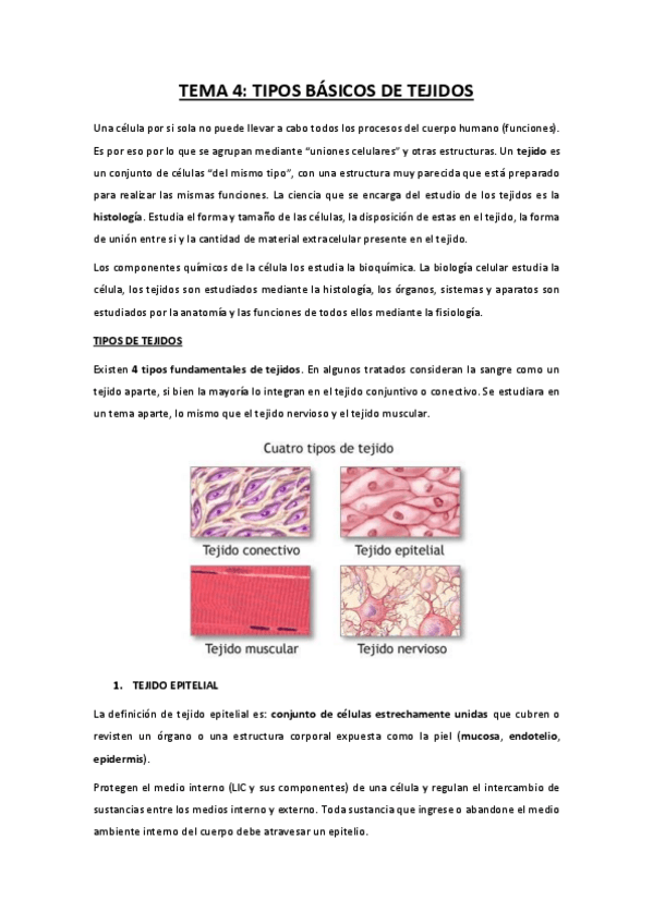 Miniatura del documento TEMA-4-tipos-basicos-de-tejidos.pdf
