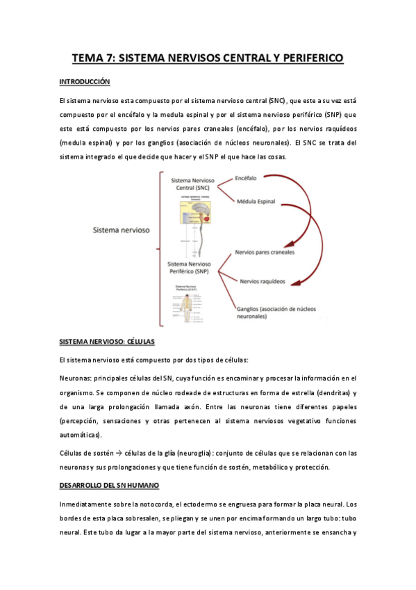 Miniatura del documento TEMA-7-sistema-nervioso-central-y-periferico.pdf