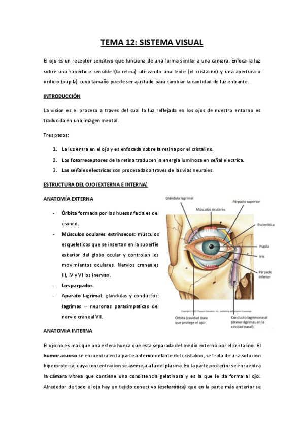 Miniatura del documento TEMA-12-sistema-visual.pdf