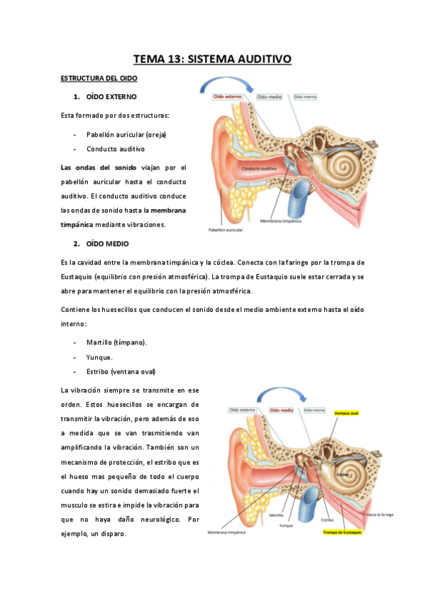 Miniatura del documento TEMA-13-sistema-auditivo.pdf