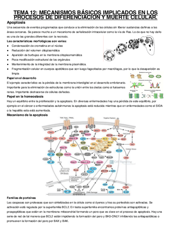 Miniatura del documento Tema-12.pdf