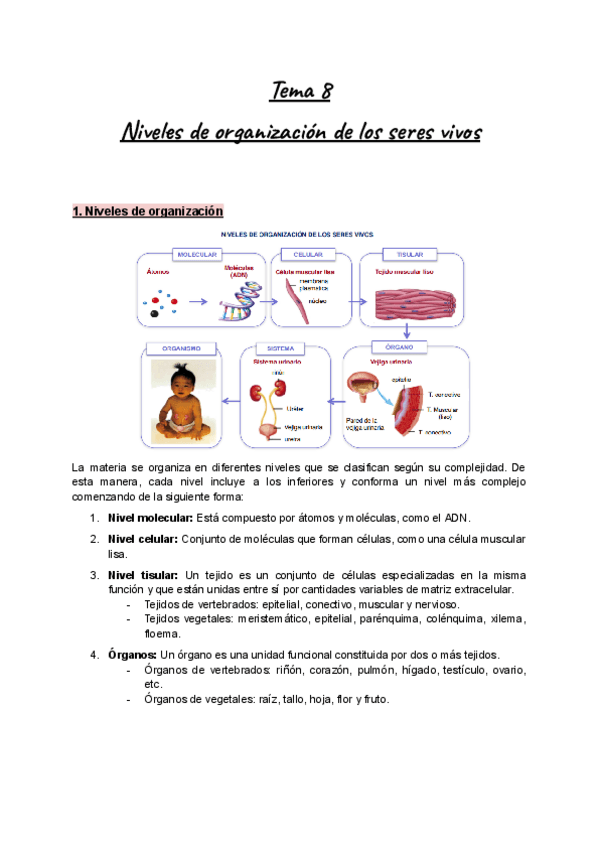 Miniatura del documento Tema-8-BioCel-Niveles-de-organizacion-de-los-seres-vivos.pdf