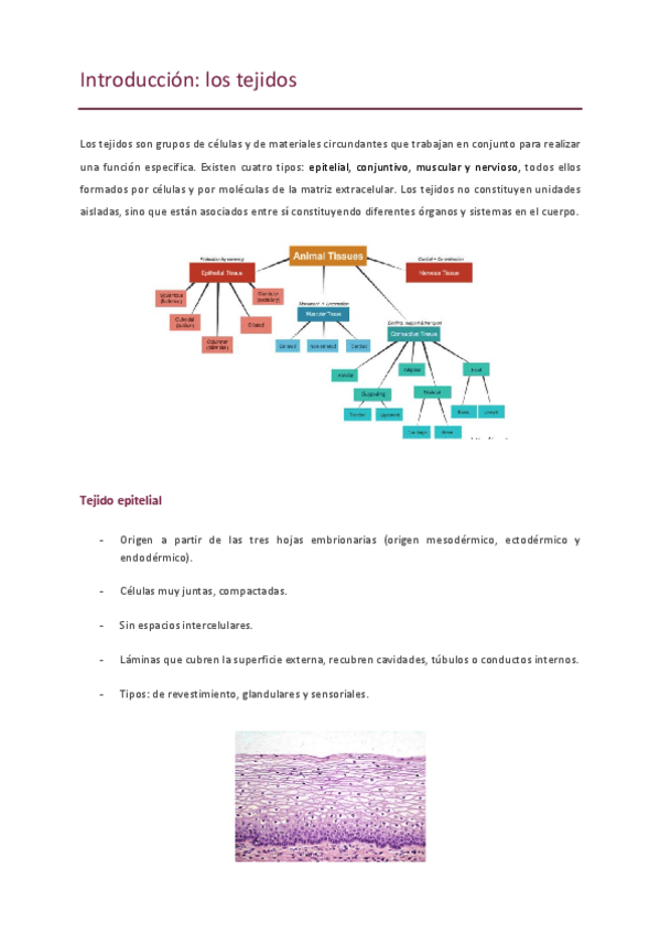 Miniatura del documento Histologia-teoria.pdf