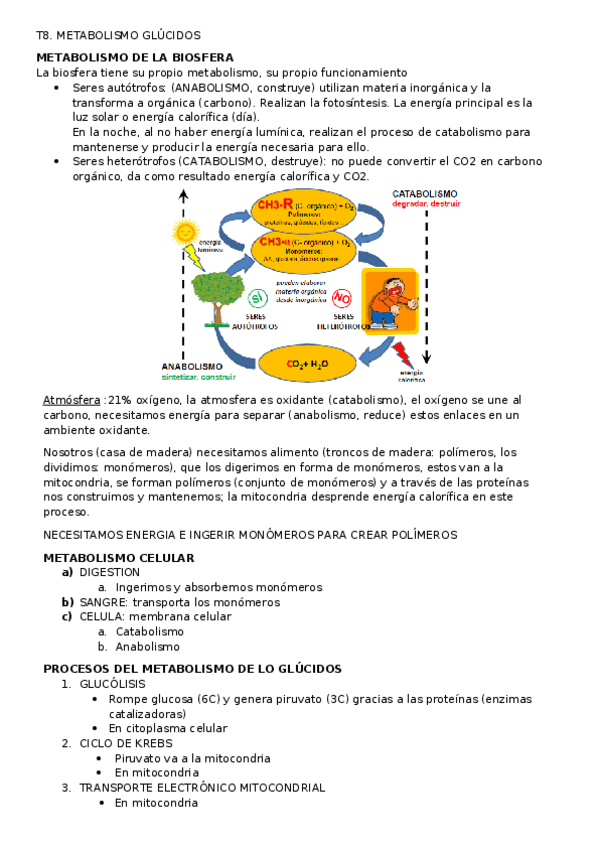 Miniatura del documento T8 METABOLISMO GLÚCIDOS.docx