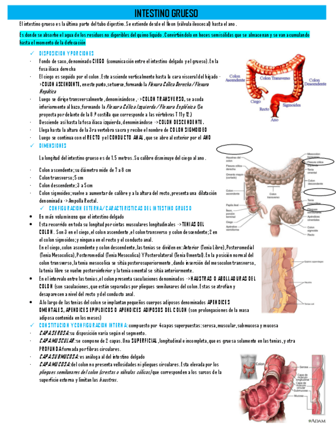 Miniatura del documento El-intestino-grueso.pdf