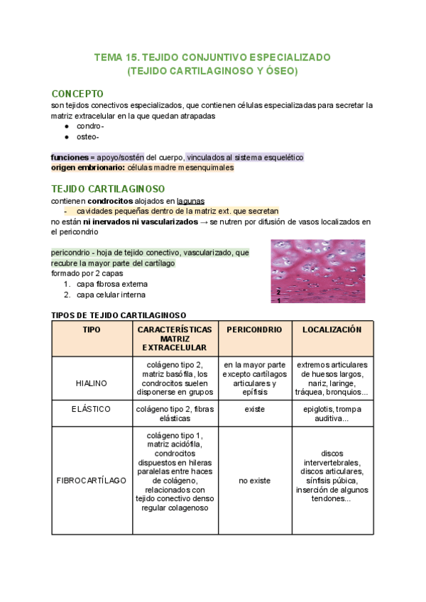 Miniatura del documento TEMA-15-BIOLOGIA.pdf