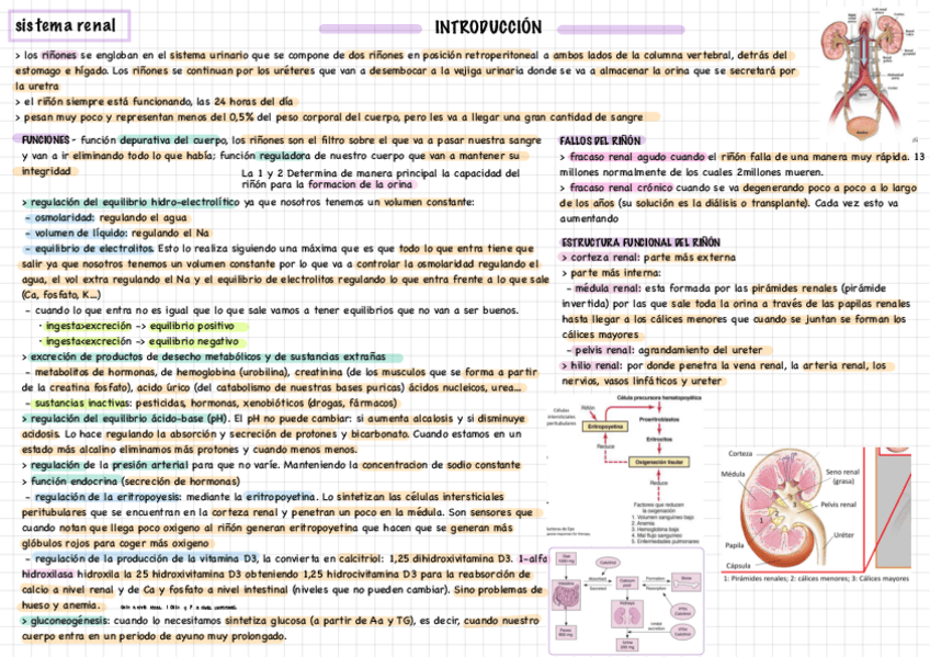 Miniatura del documento Apuntes-Renal.pdf