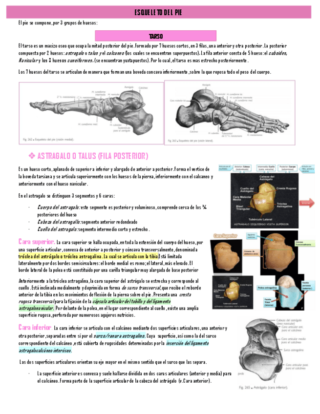 Miniatura del documento ESQUELETO-DEL-PIE.pdf