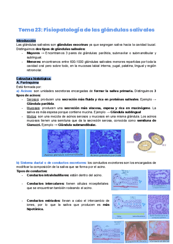 Miniatura del documento Tema-23.-Fisiopatologia-de-glandulas-salivales.pdf