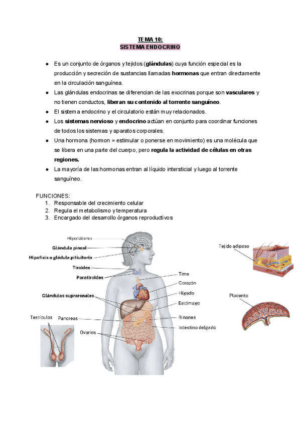 Miniatura del documento Sistema-Endocrino.pdf